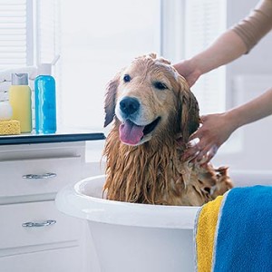 dog bathing